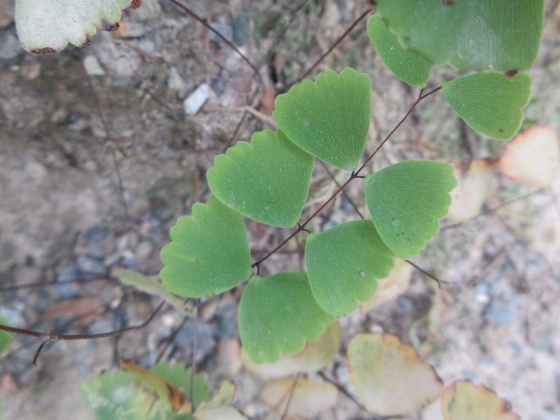 Adiantum erylliae