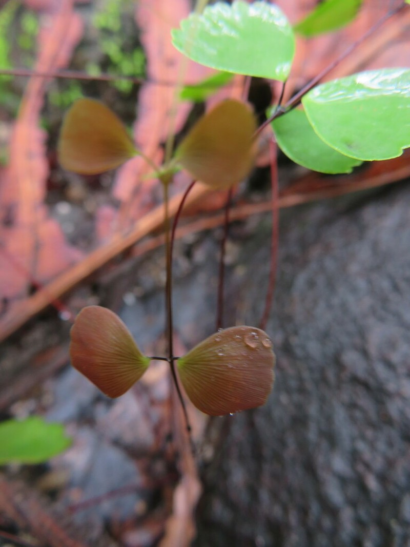 Adiantum erylliae photo 2