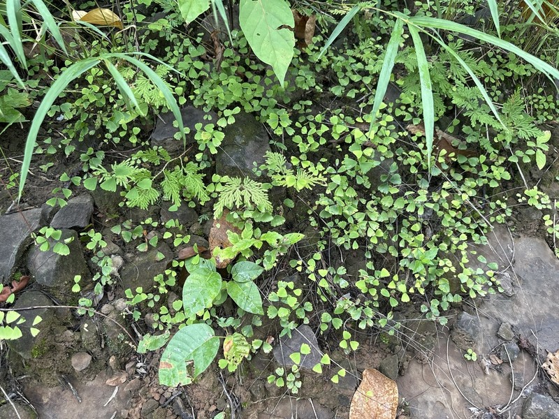 Adiantum erylliae photo 3