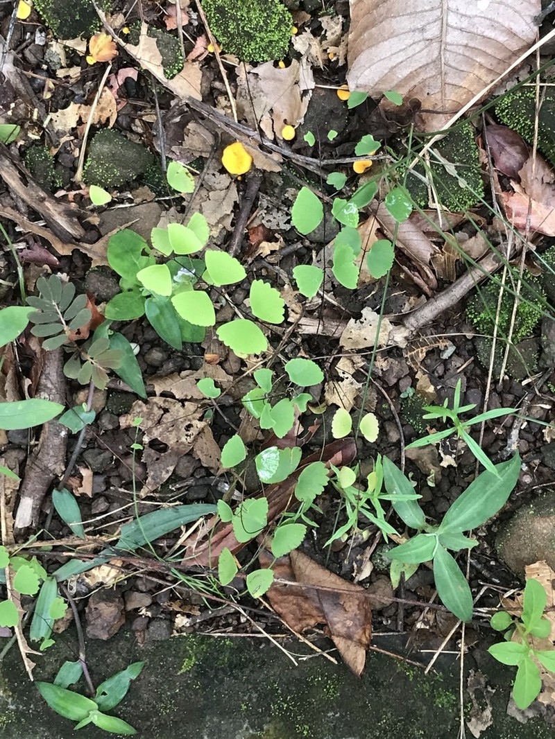Adiantum erylliae photo 4