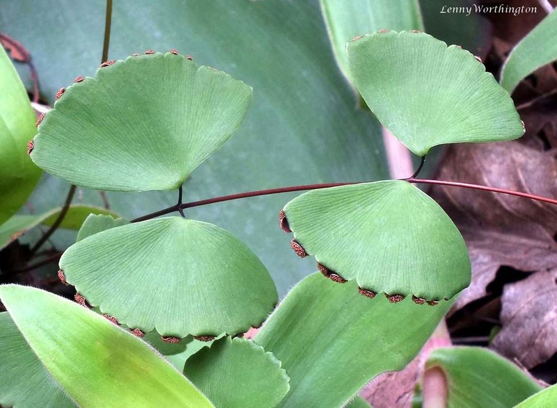 Adiantum erylliae photo 5