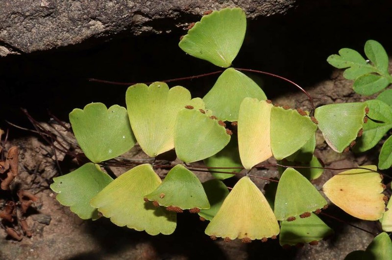 Adiantum erylliae photo 6