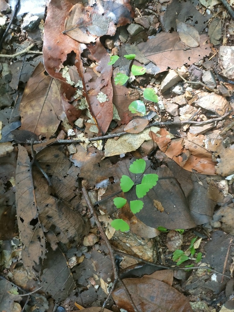 Adiantum erylliae photo 7