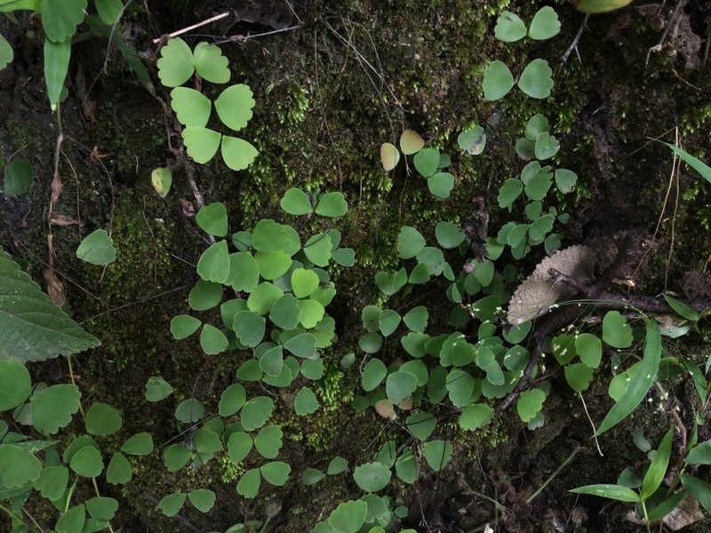 Adiantum erylliae photo 8