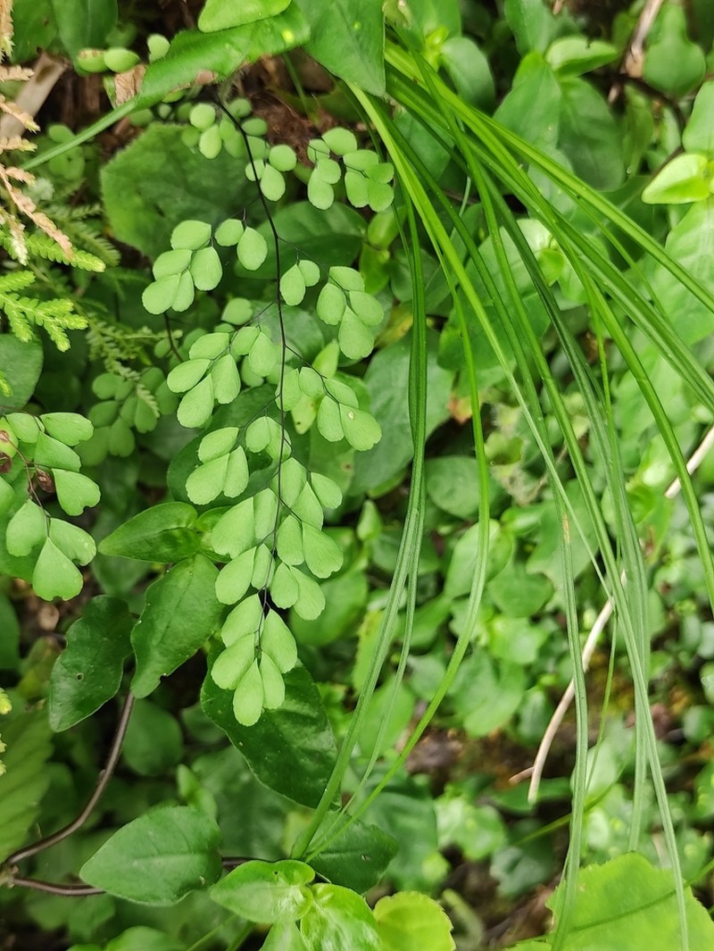 Adiantum erythrochlamys photo 2