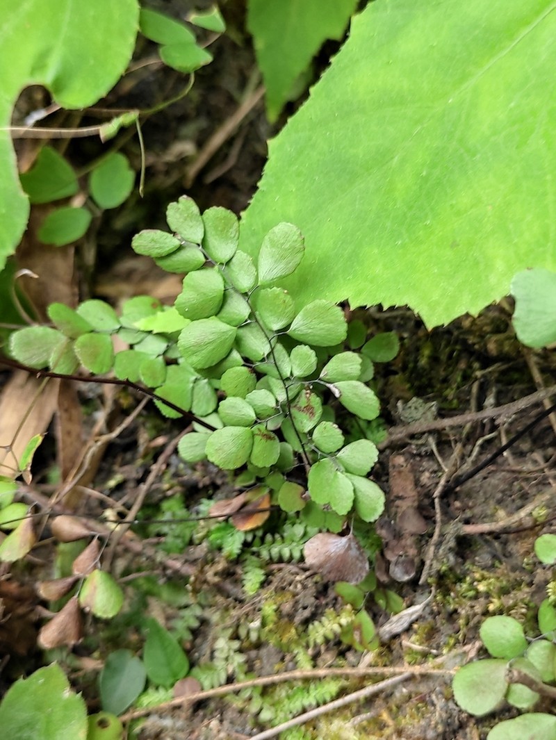 Adiantum erythrochlamys photo 3