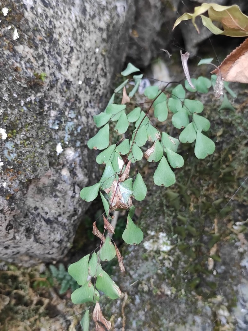 Adiantum erythrochlamys photo 4