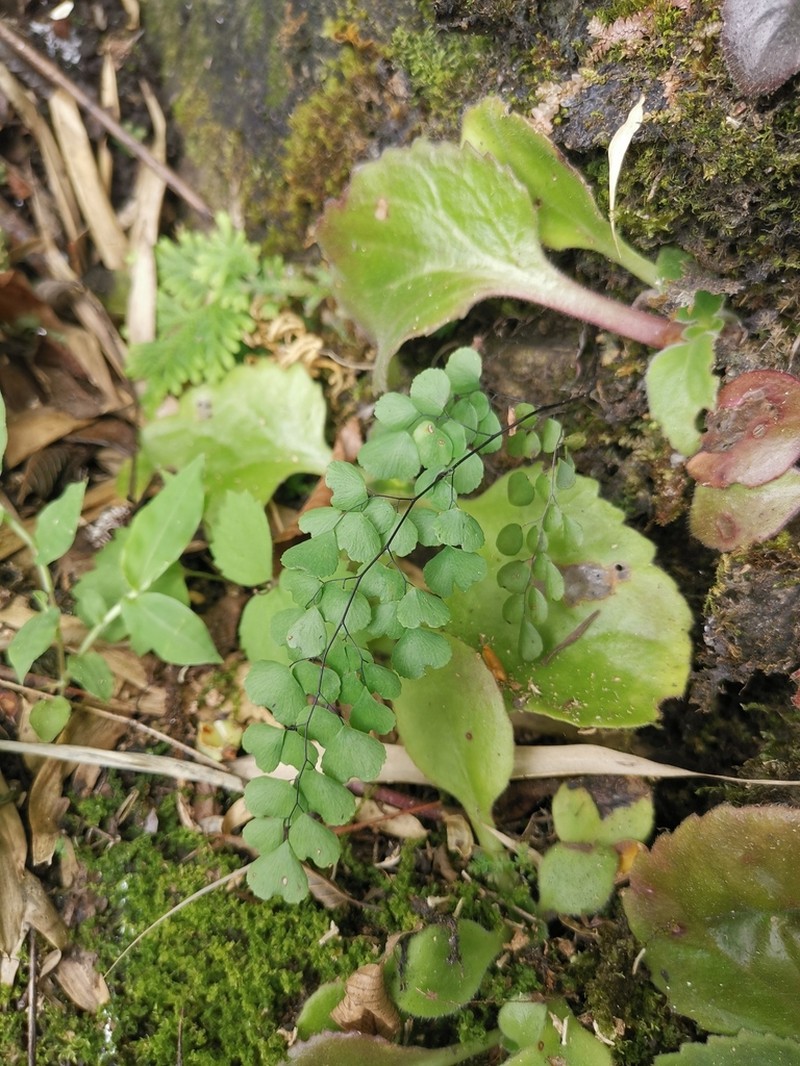 Adiantum erythrochlamys photo 5