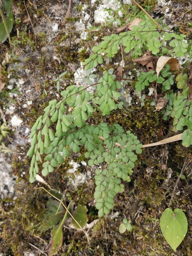 Adiantum erythrochlamys photo 6