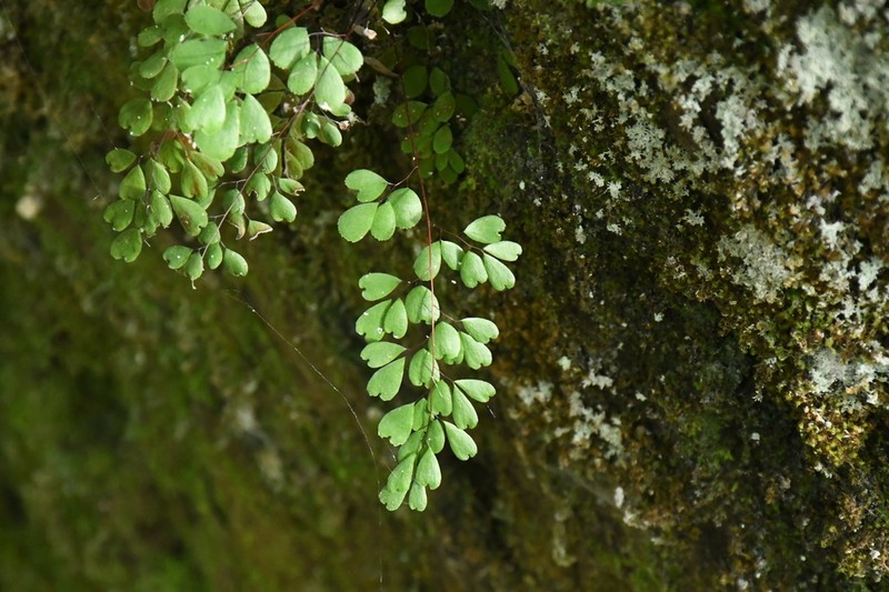 Adiantum erythrochlamys photo 7