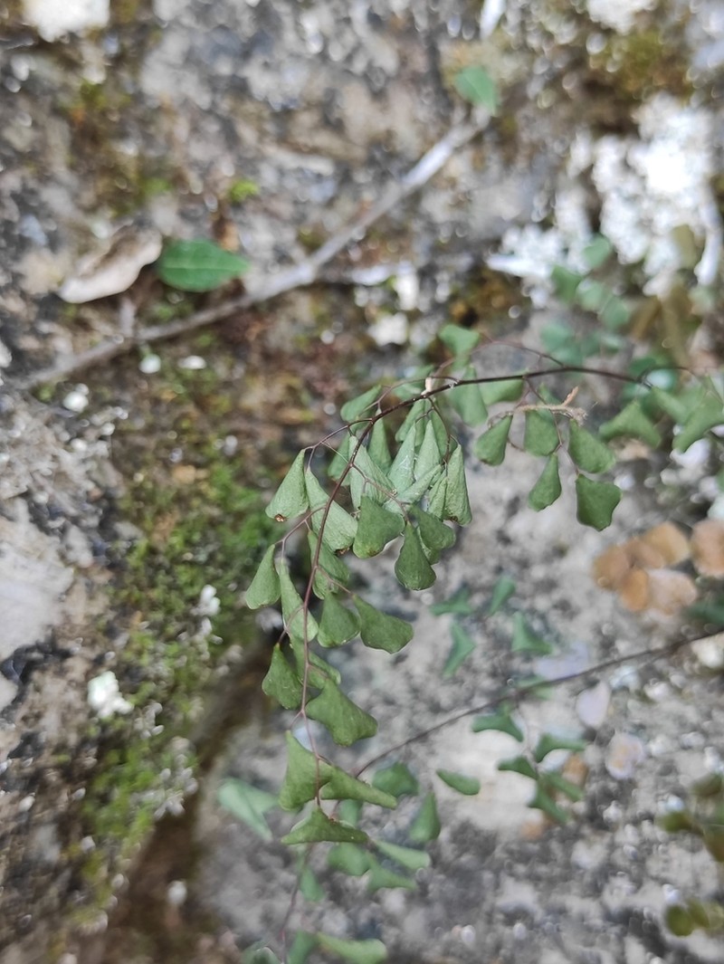 Adiantum erythrochlamys photo 8