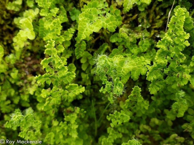 Adiantum excisum photo 2