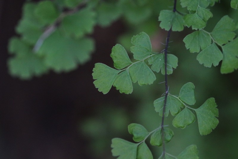 Adiantum excisum photo 3