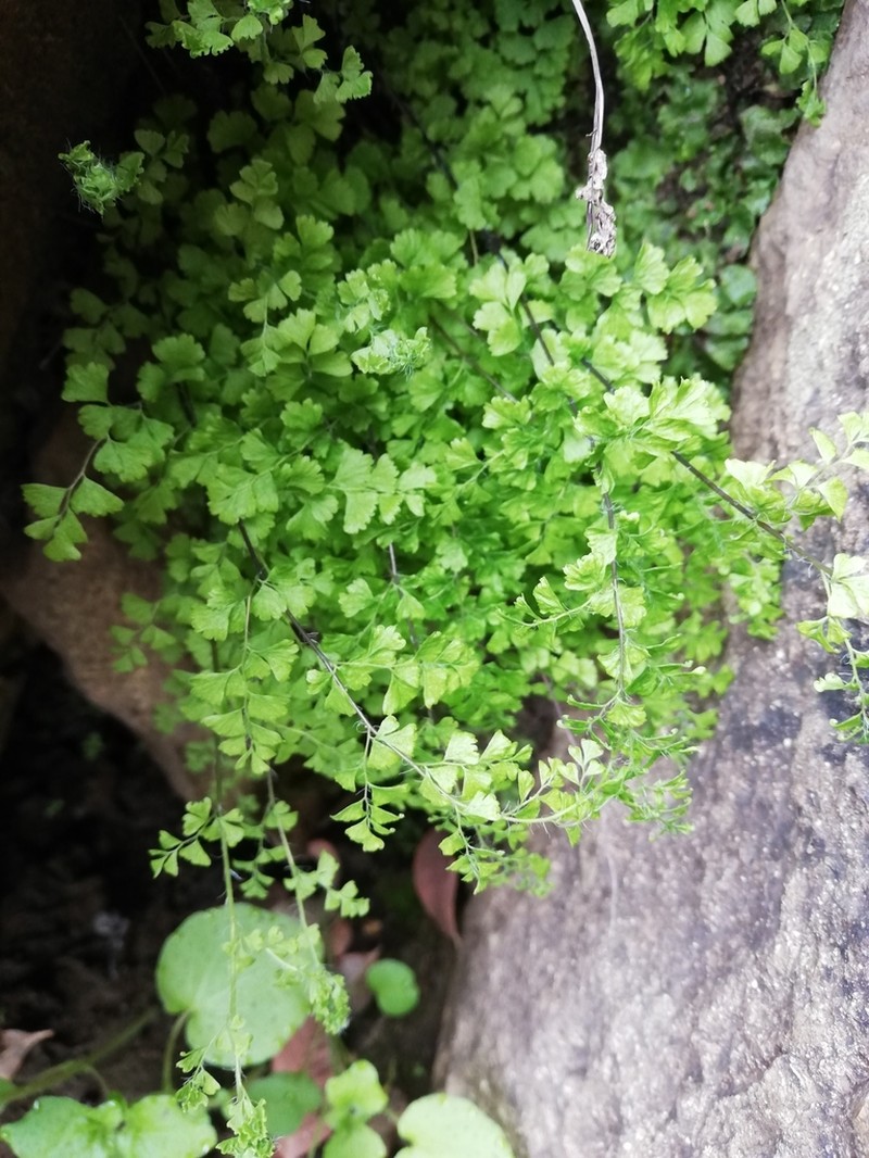 Adiantum excisum photo 4