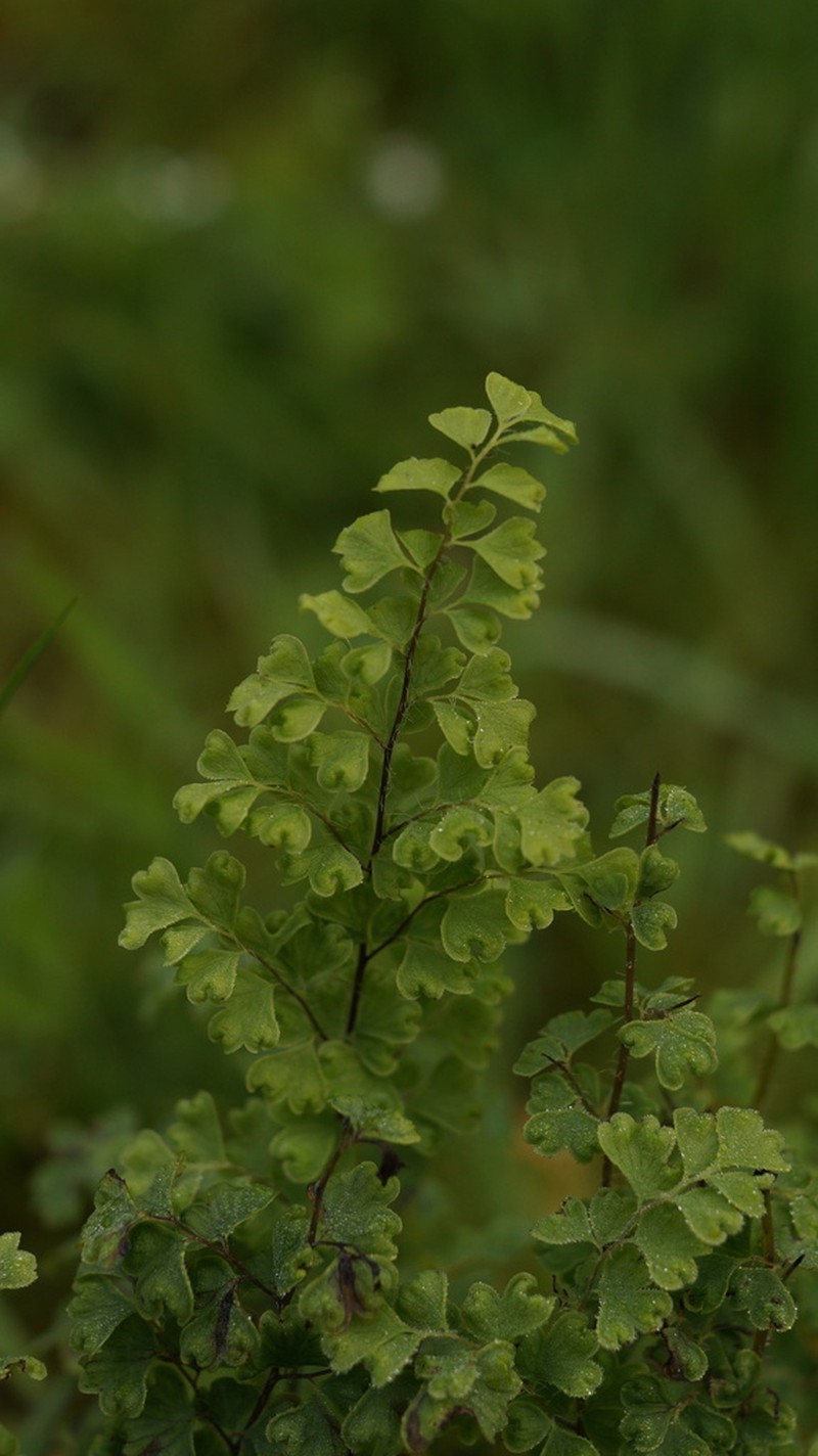 Adiantum excisum photo 5
