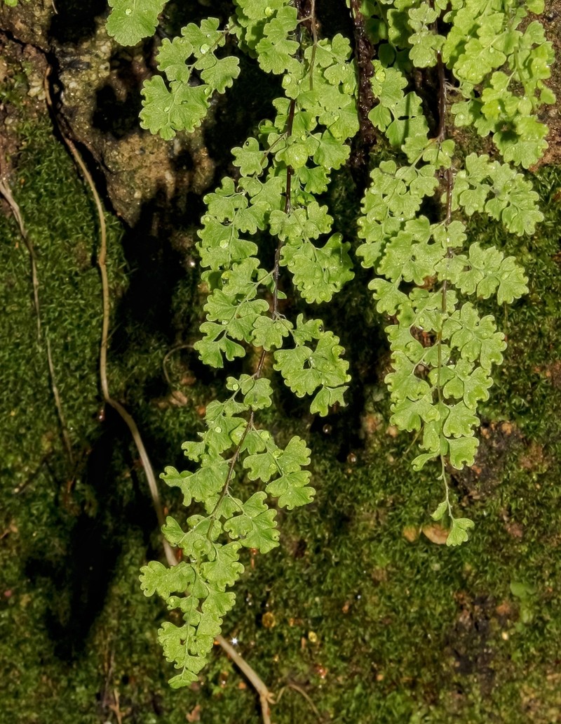 Adiantum excisum photo 6