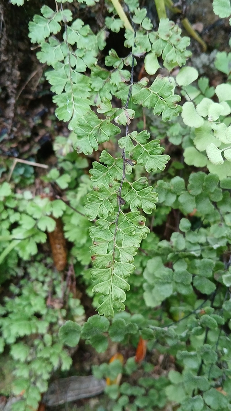 Adiantum excisum photo 7