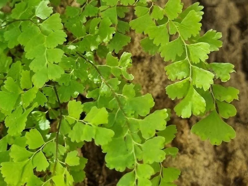 Adiantum excisum photo 8