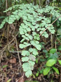 Adiantum feei