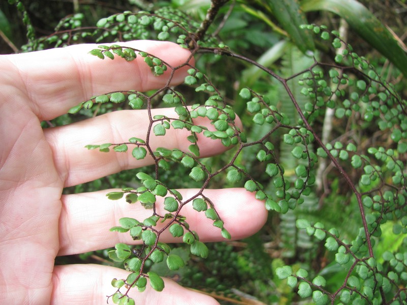 Adiantum feei photo 3