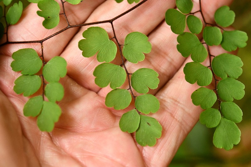 Adiantum feei photo 4