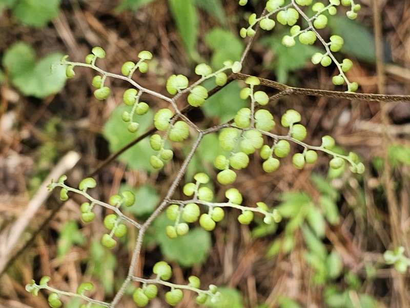 Adiantum feei photo 5