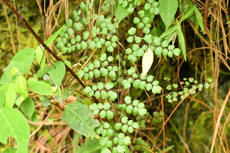 Adiantum feei photo 6
