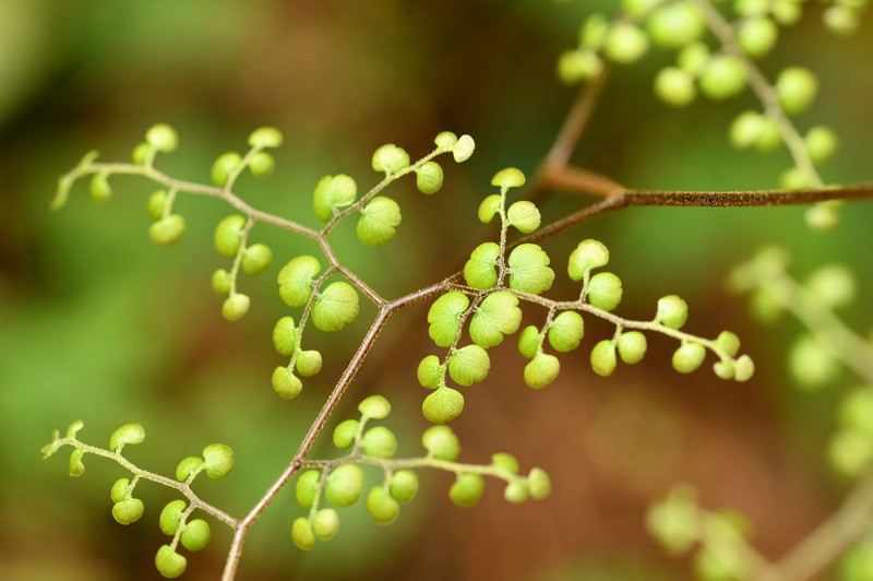 Adiantum feei photo 7