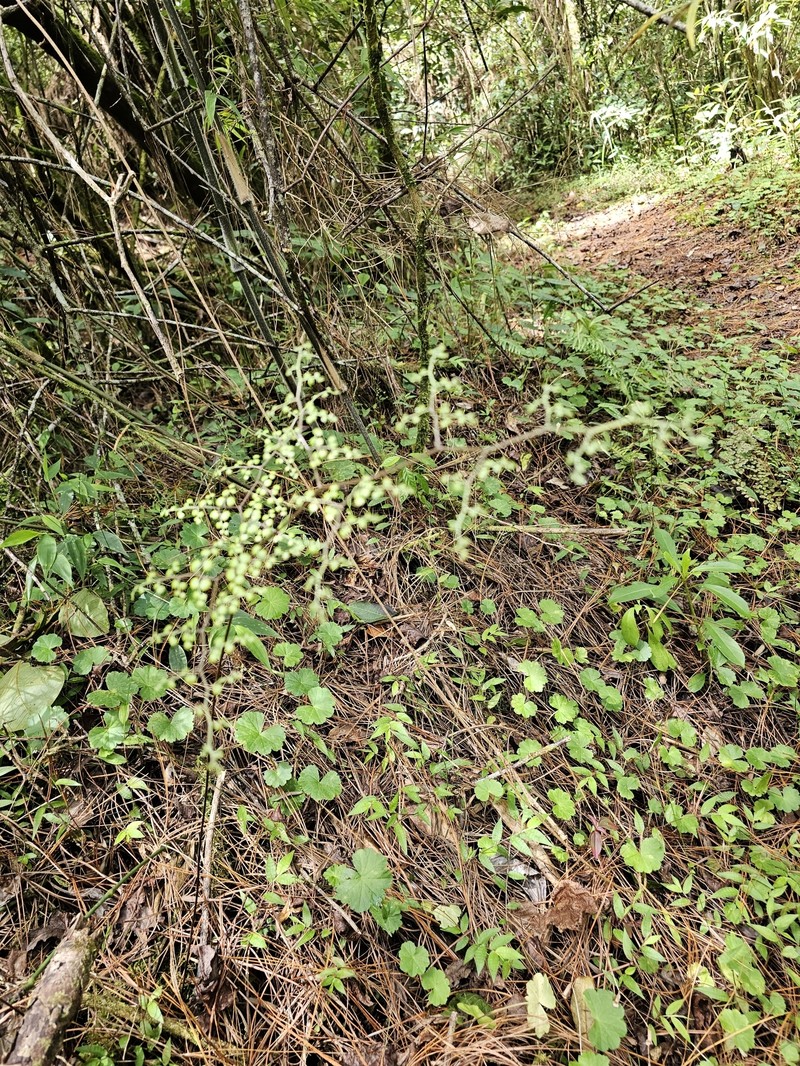 Adiantum feei photo 8