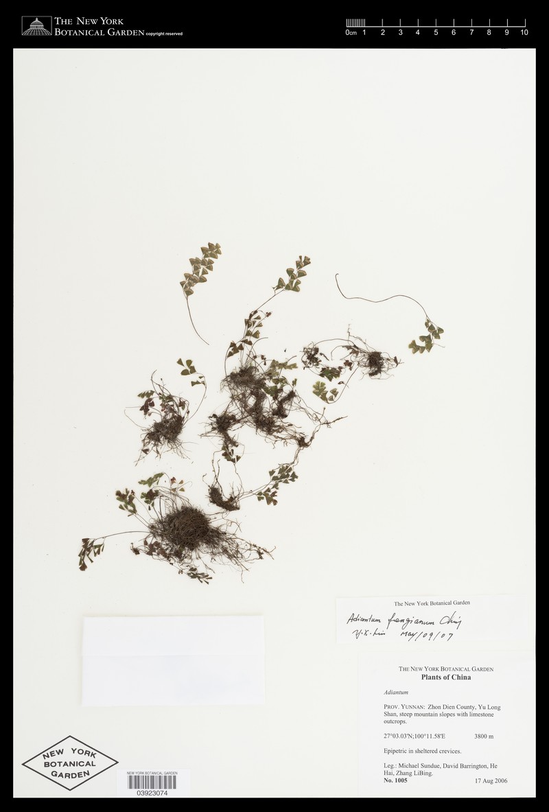 Adiantum fengianum