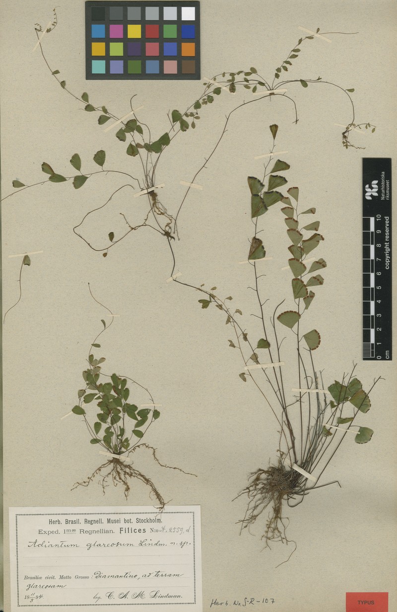 Adiantum filiforme