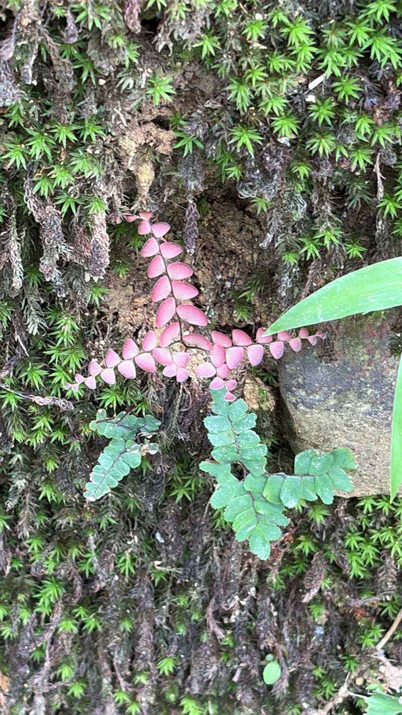 Adiantum flabellulatum