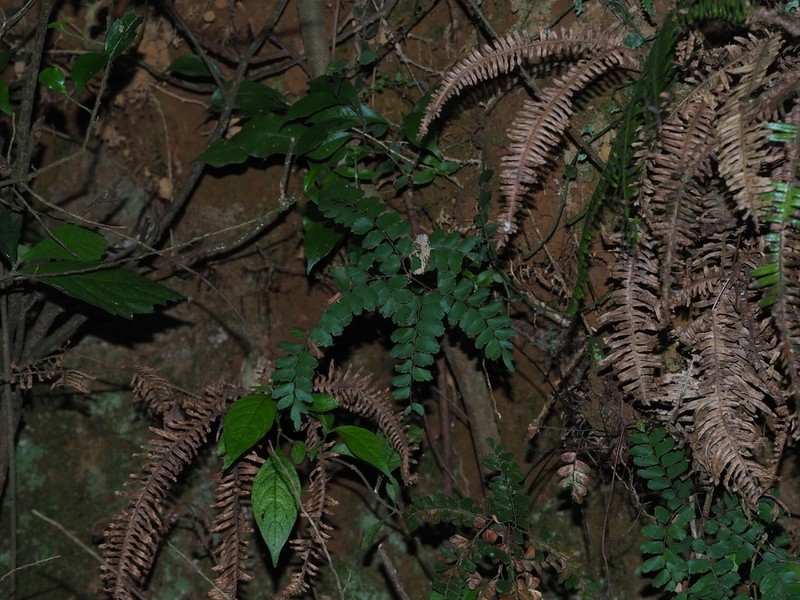 Adiantum flabellulatum photo 2
