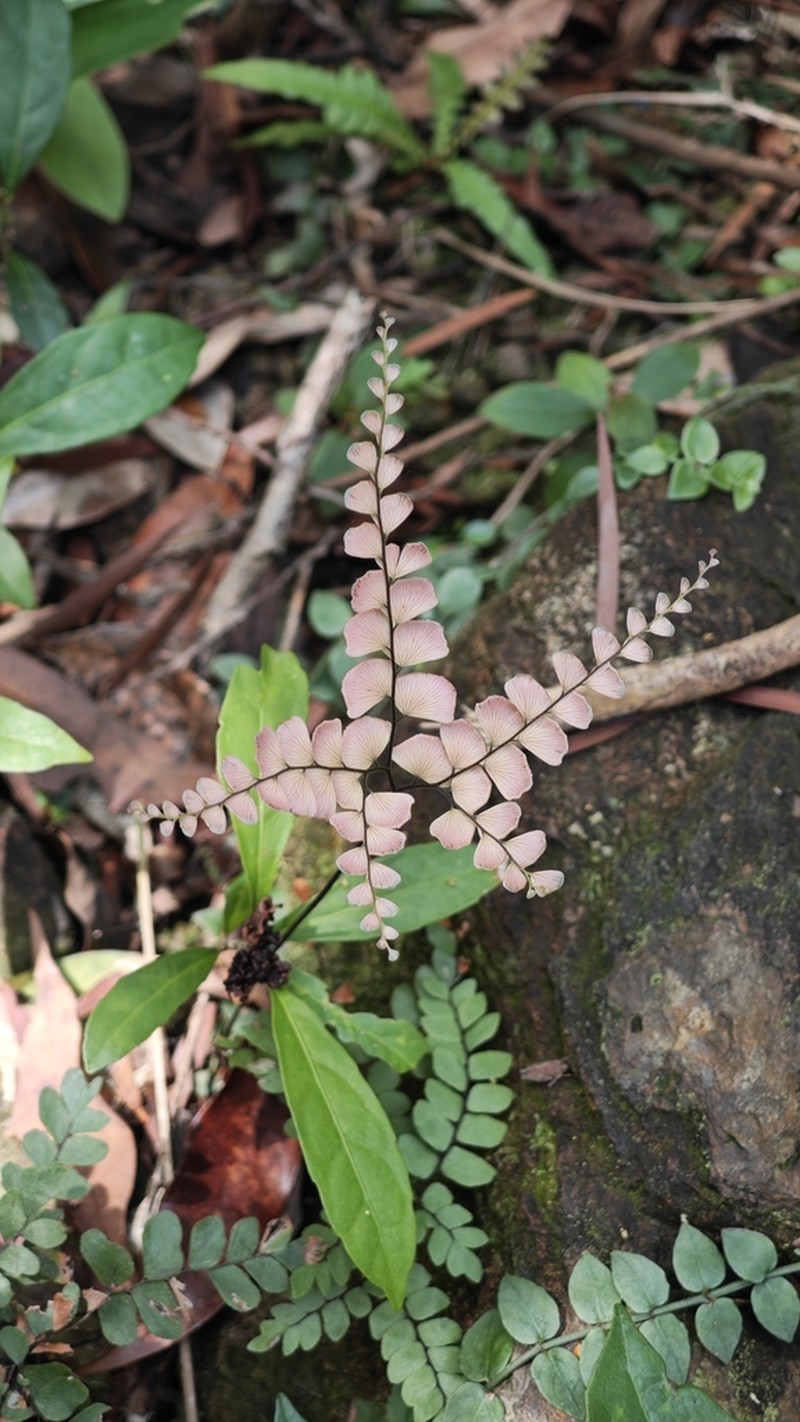 Adiantum flabellulatum photo 3