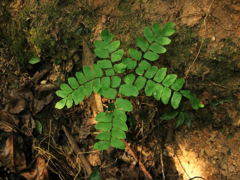Adiantum flabellulatum photo 4