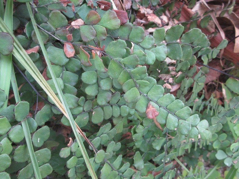 Adiantum flabellulatum photo 5
