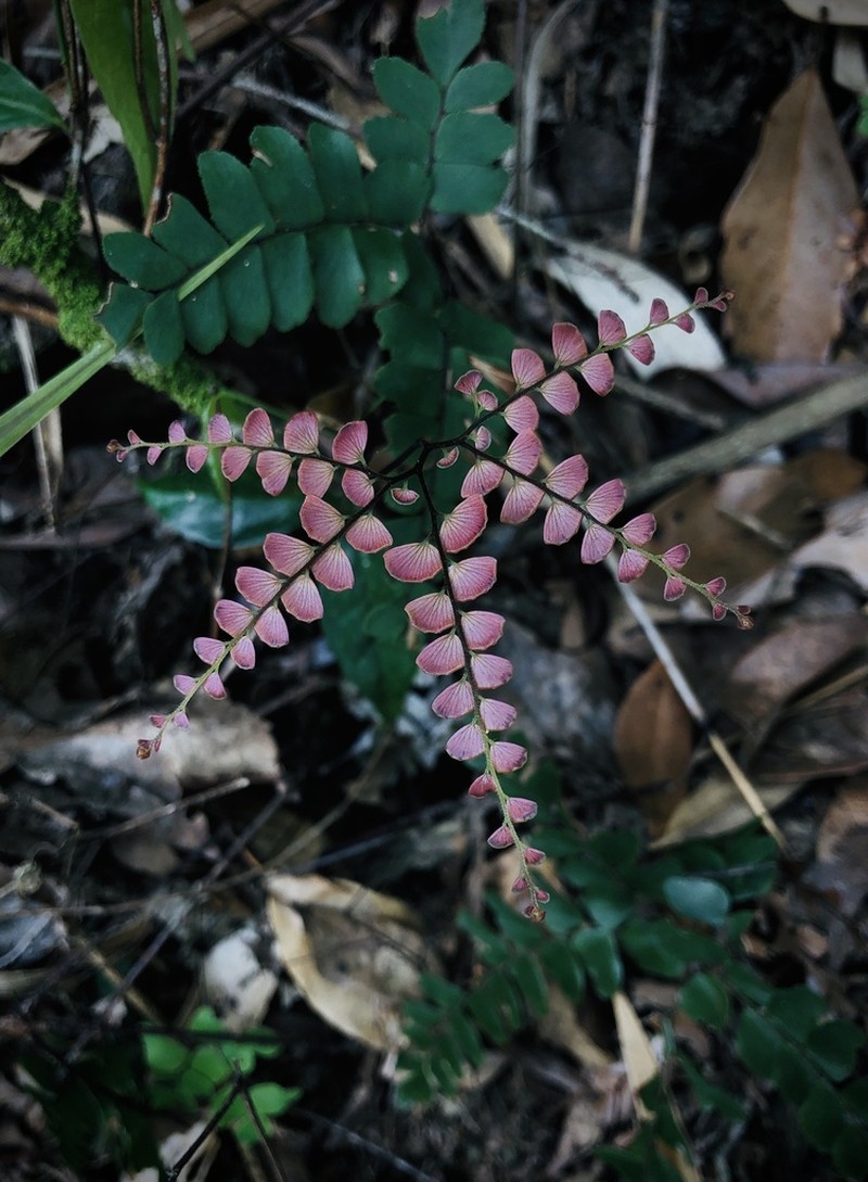 Adiantum flabellulatum photo 6