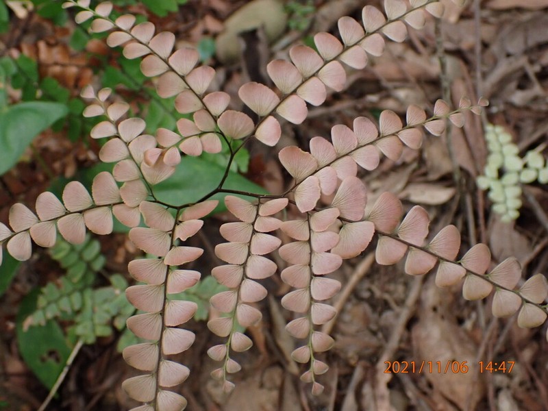 Adiantum flabellulatum photo 7