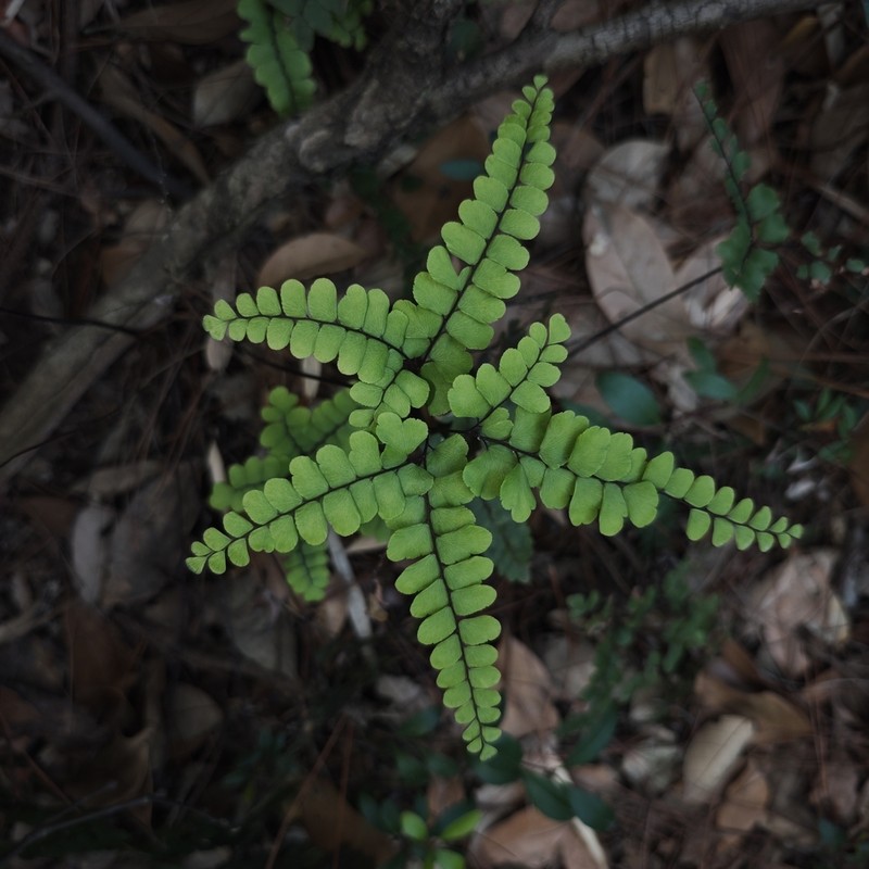Adiantum flabellulatum photo 8