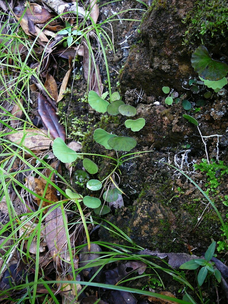Adiantum flabellum photo 3