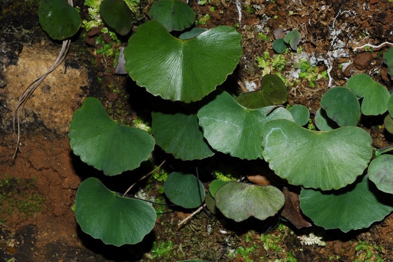 Adiantum flabellum photo 4