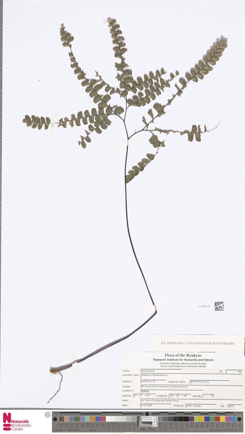 Adiantum flabellum photo 5