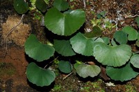 Adiantum flabellum