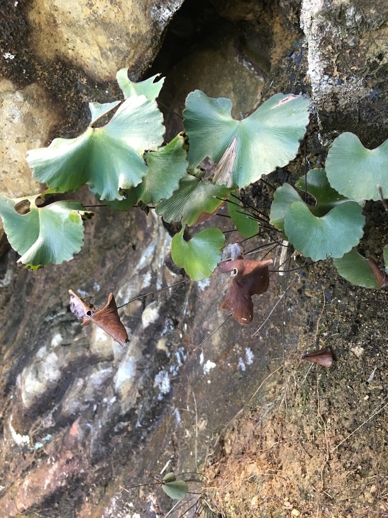Adiantum flabellum photo 2