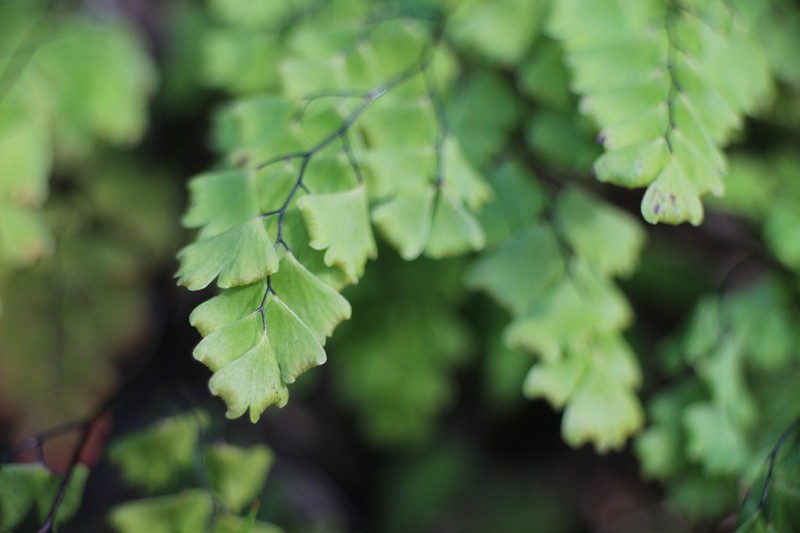 Adiantum formosanum