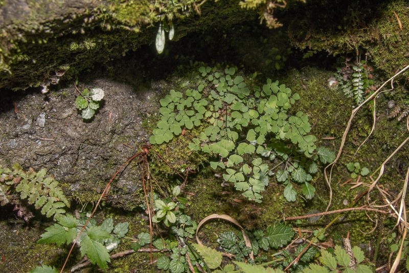 Adiantum formosanum photo 2