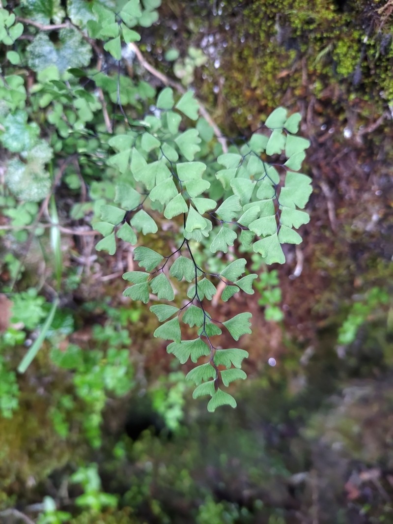 Adiantum formosanum photo 3