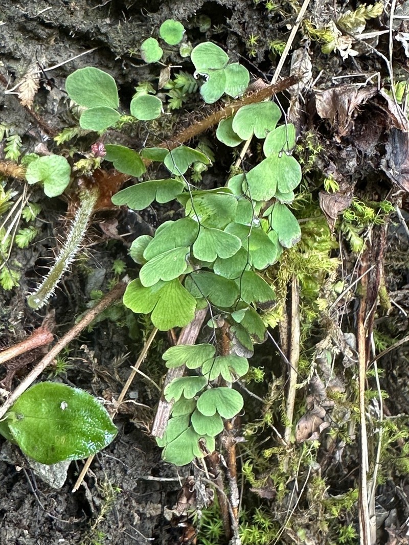 Adiantum formosanum photo 4