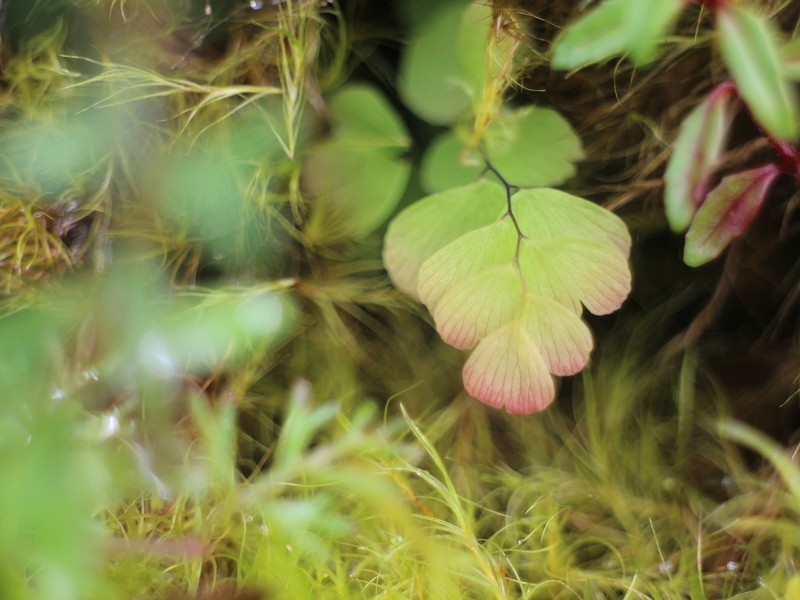 Adiantum formosanum photo 5