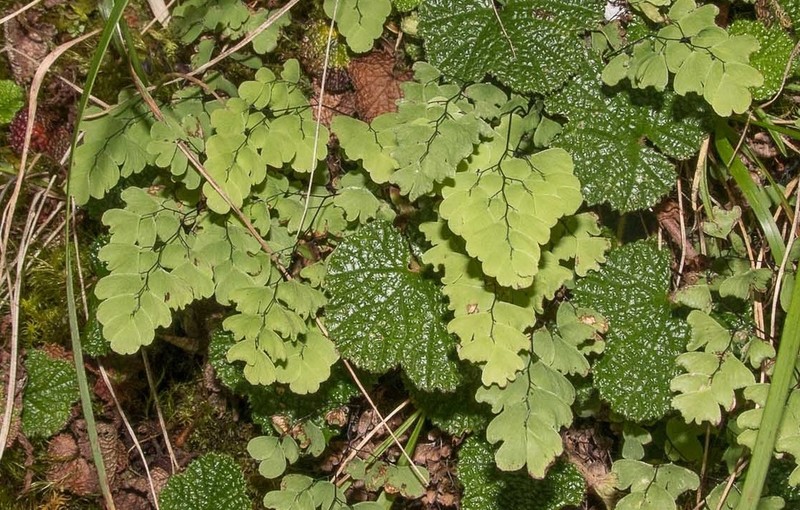 Adiantum formosanum photo 6